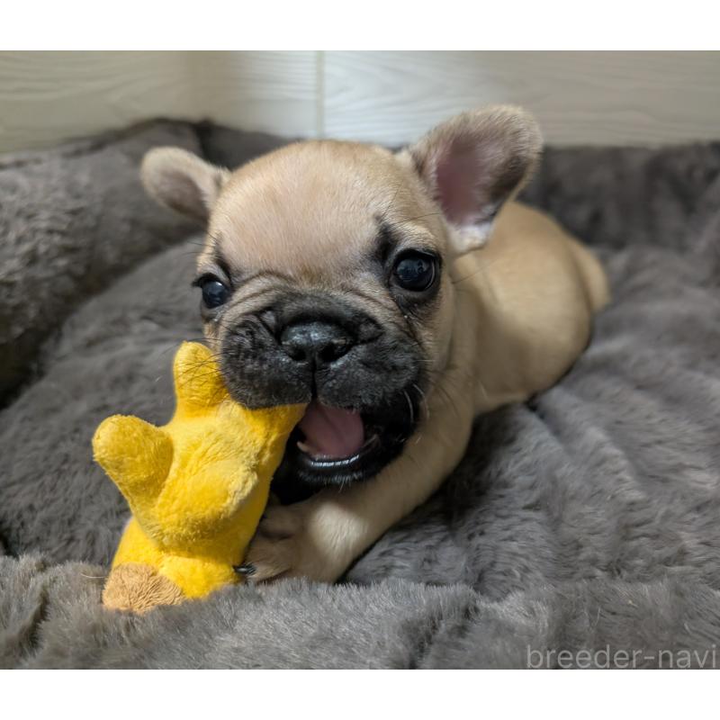 販売中の愛媛県のフレンチブルドッグ-419544の8枚目