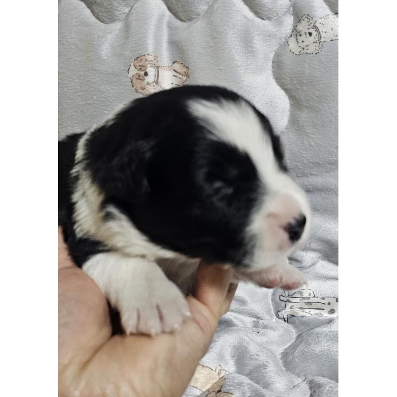 販売中の岩手県のボーダーコリー-427722の7枚目