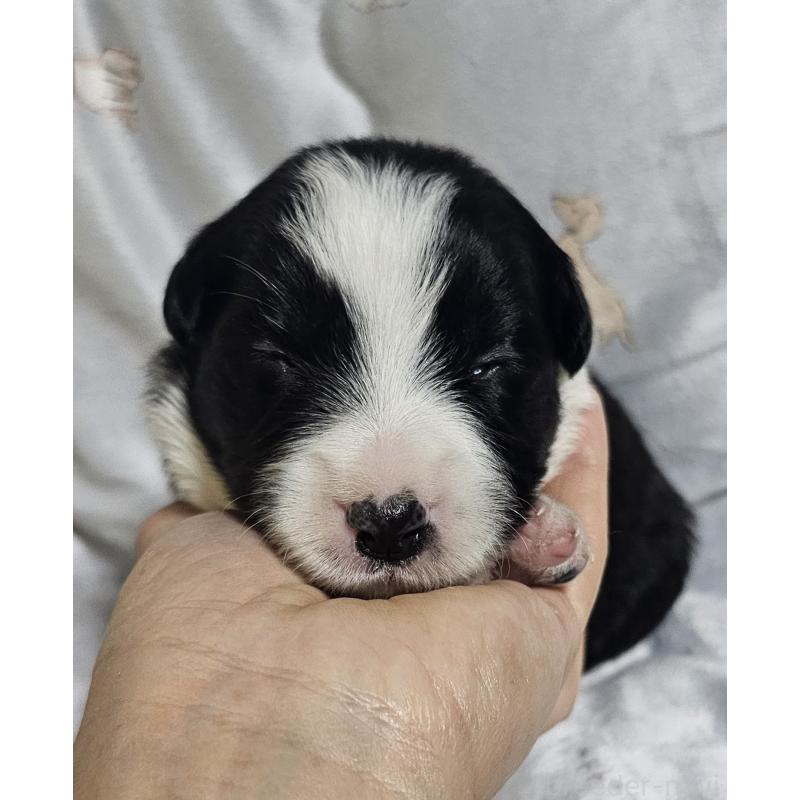 販売中の岩手県のボーダーコリー-427722