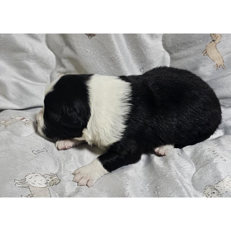 販売中の岩手県のボーダーコリー-427722の4枚目