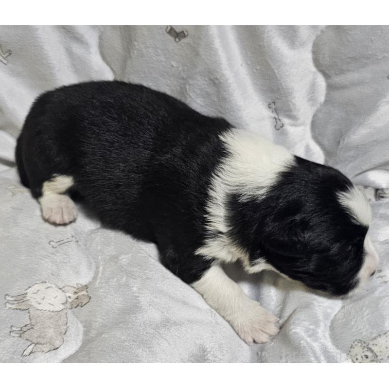 販売中の岩手県のボーダーコリー-427722の3枚目