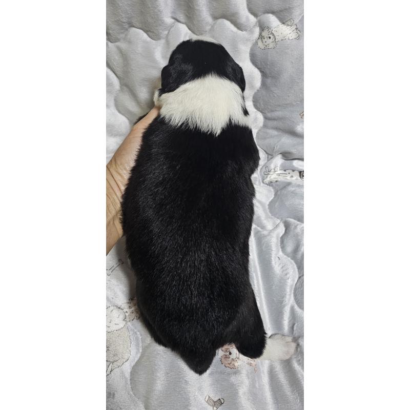 販売中の岩手県のボーダーコリー-427722の2枚目