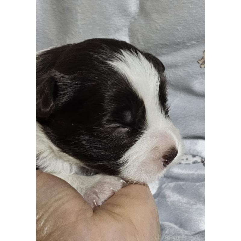 商談中の岩手県のボーダーコリー-427721の6枚目