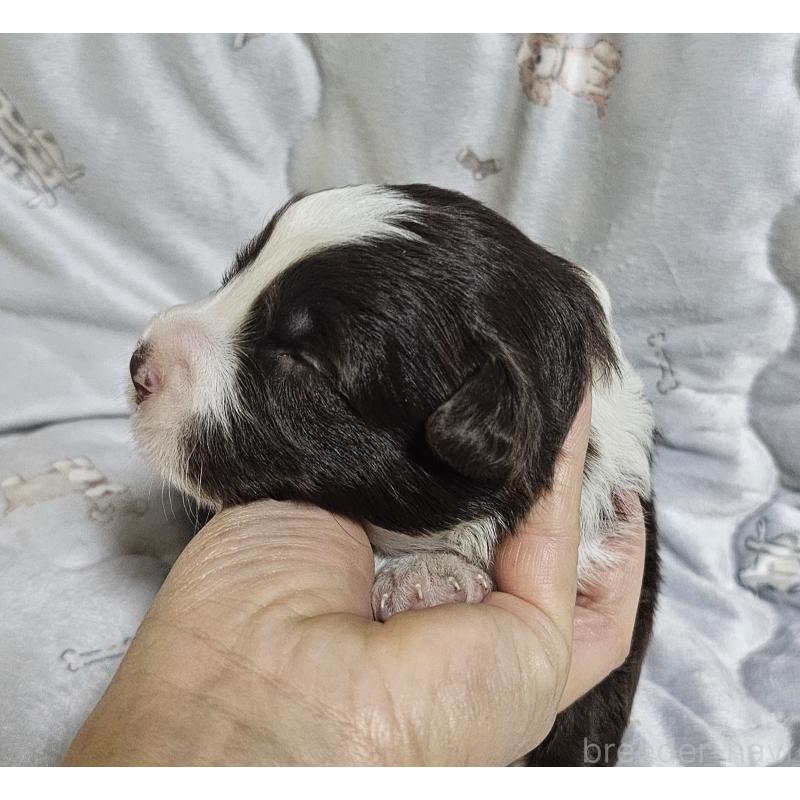 商談中の岩手県のボーダーコリー-427721の5枚目