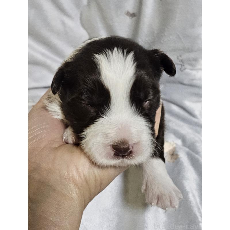 販売中の岩手県のボーダーコリー-427721