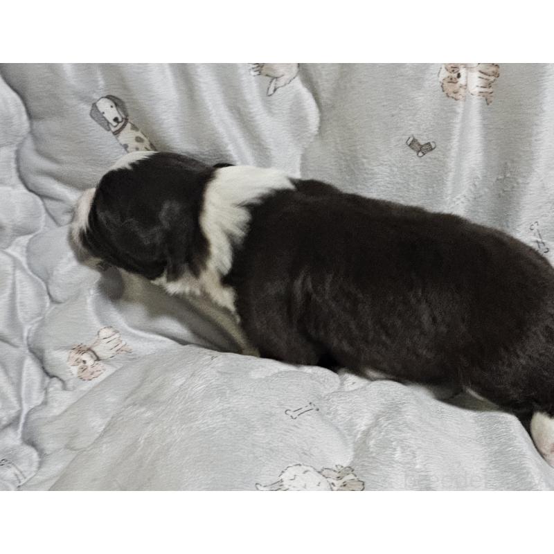 商談中の岩手県のボーダーコリー-427721の4枚目