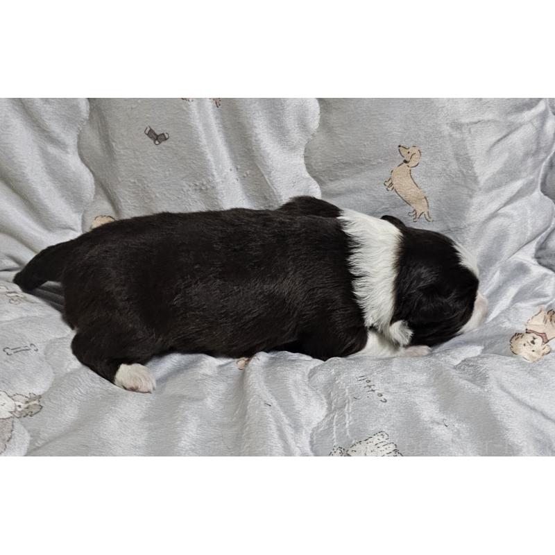 商談中の岩手県のボーダーコリー-427721の3枚目