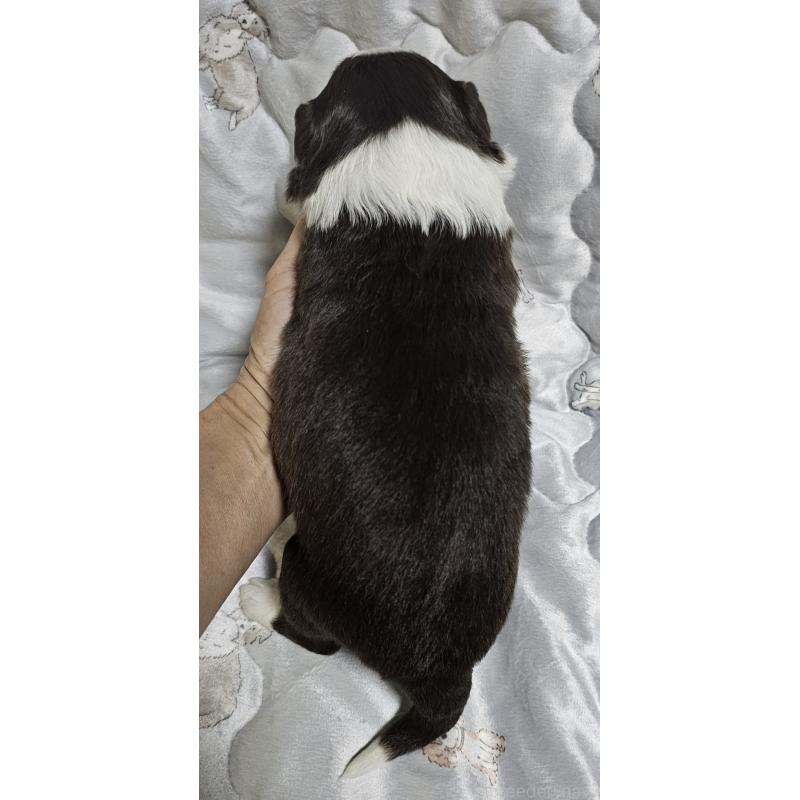 商談中の岩手県のボーダーコリー-427721の2枚目