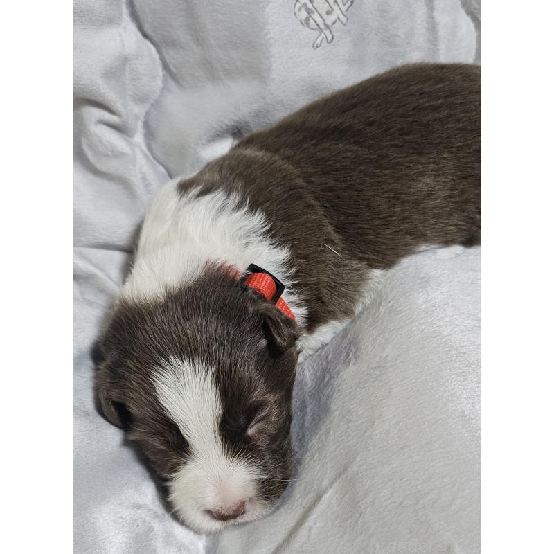 販売中の岩手県のボーダーコリー-427919の7枚目