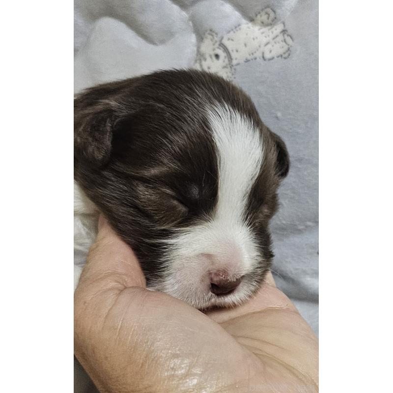 販売中の岩手県のボーダーコリー-427919の6枚目