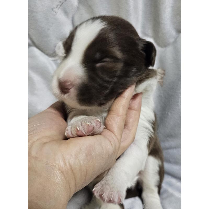 販売中の岩手県のボーダーコリー-427919の5枚目