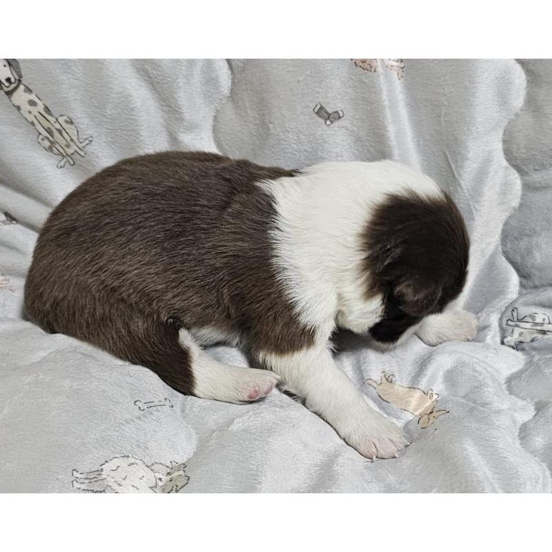 販売中の岩手県のボーダーコリー-427919の4枚目