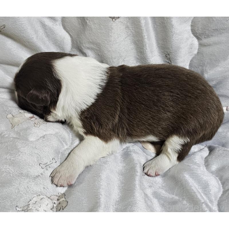 販売中の岩手県のボーダーコリー-427919の3枚目