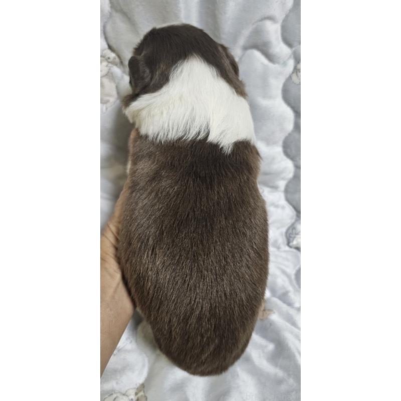 販売中の岩手県のボーダーコリー-427919の2枚目