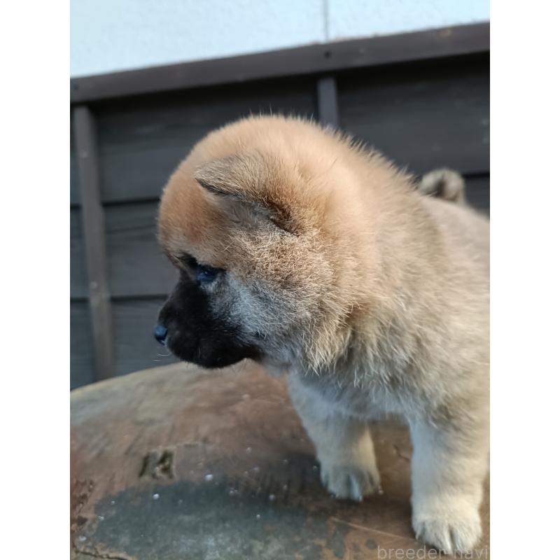 販売中の岩手県の柴犬-425274の2枚目