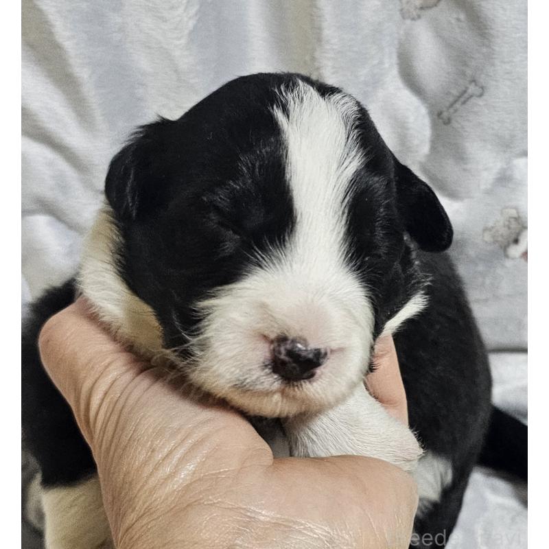 販売中の岩手県のボーダーコリー-427723