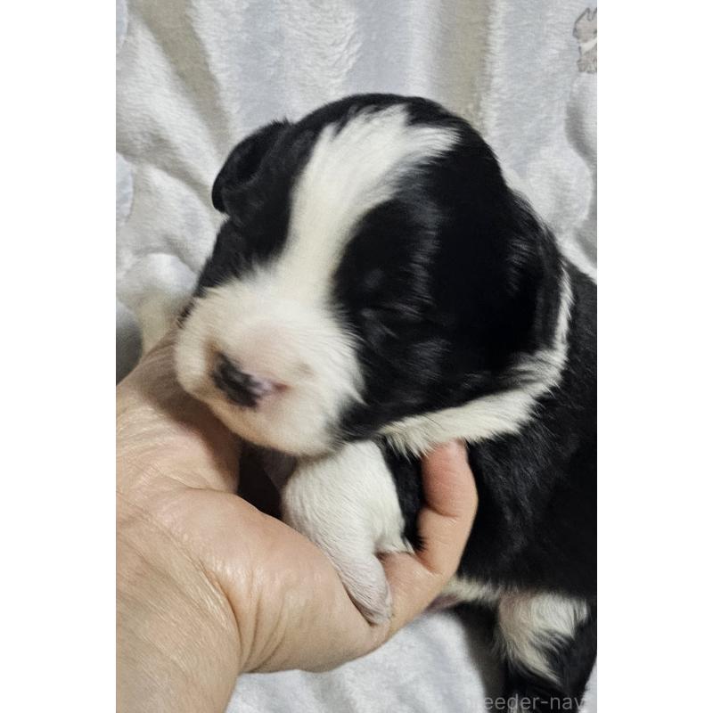 商談中の岩手県のボーダーコリー-427723の4枚目