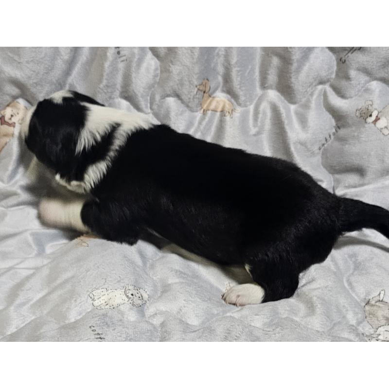 商談中の岩手県のボーダーコリー-427723の3枚目