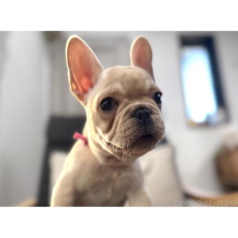 販売中の徳島県のフレンチブルドッグ-419487の3枚目