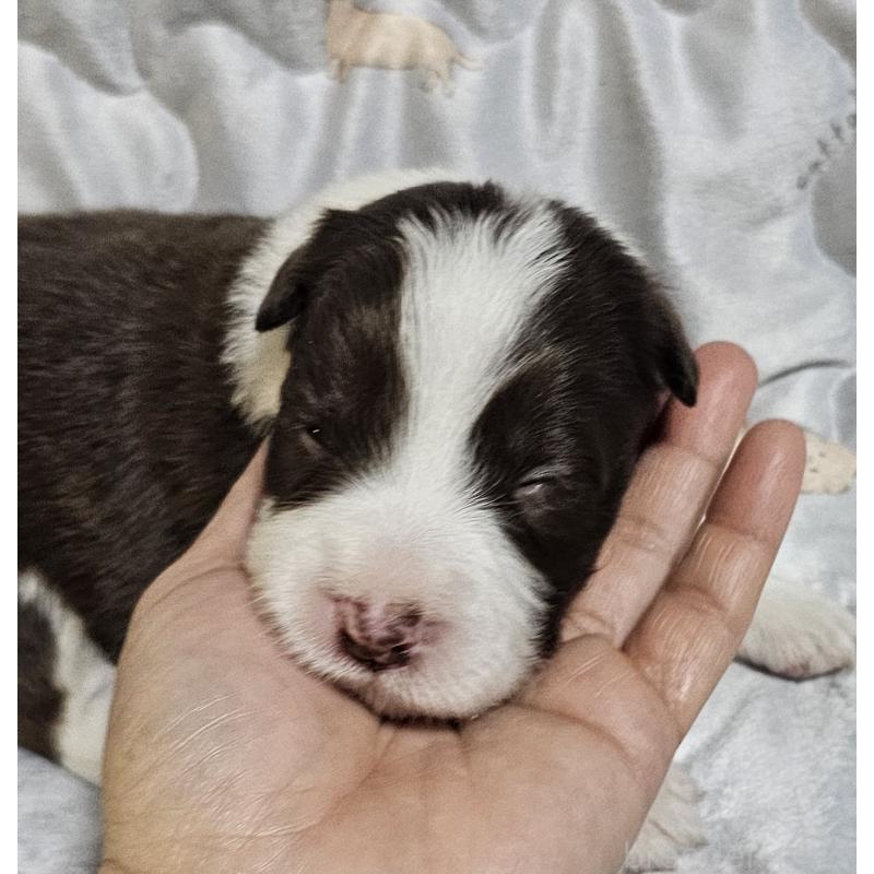 販売中の岩手県のボーダーコリー-427720