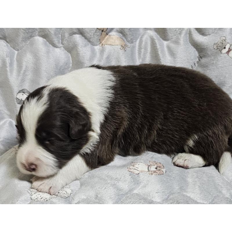 販売中の岩手県のボーダーコリー-427720の7枚目