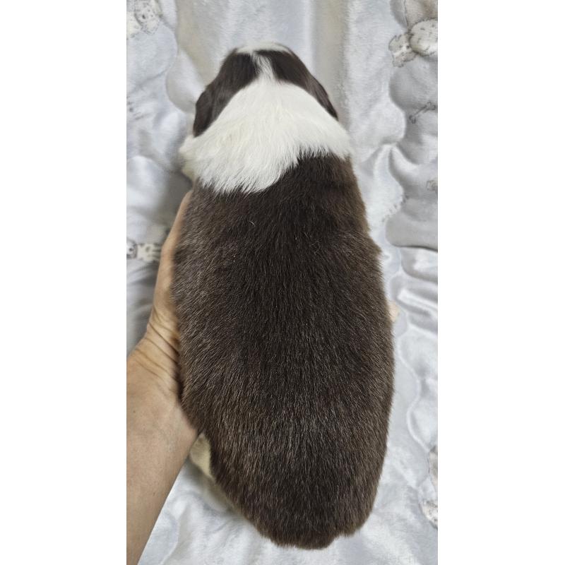 販売中の岩手県のボーダーコリー-427720の6枚目