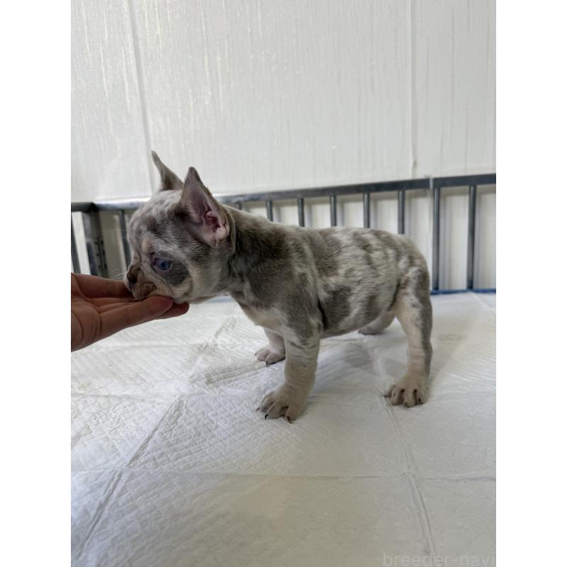 商談中の茨城県のフレンチブルドッグ-423851の4枚目