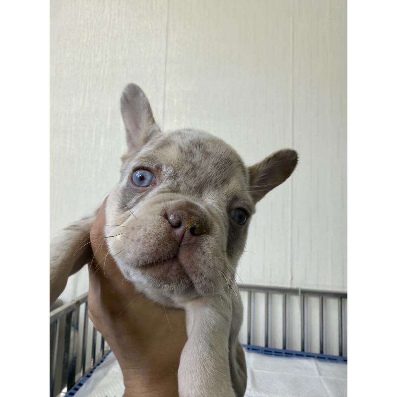 商談中の茨城県のフレンチブルドッグ-423851の3枚目