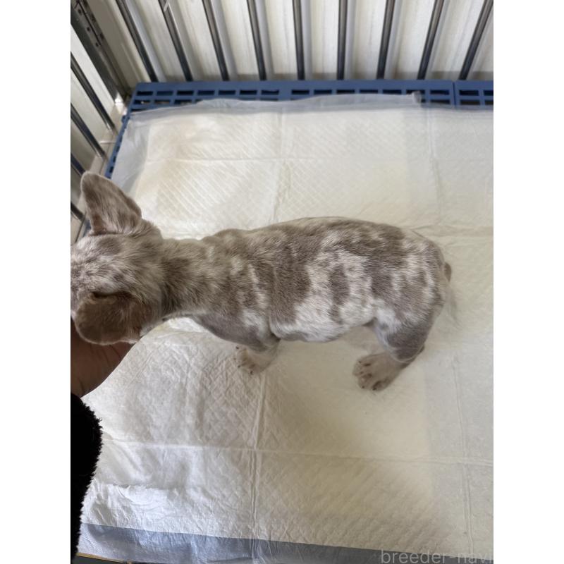 商談中の茨城県のフレンチブルドッグ-423851の2枚目