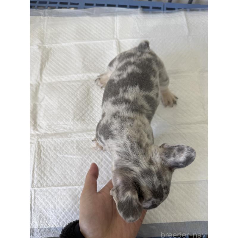 成約済の茨城県のフレンチブルドッグ-423846の4枚目