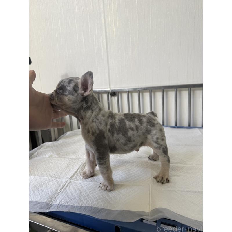 成約済の茨城県のフレンチブルドッグ-423846の3枚目