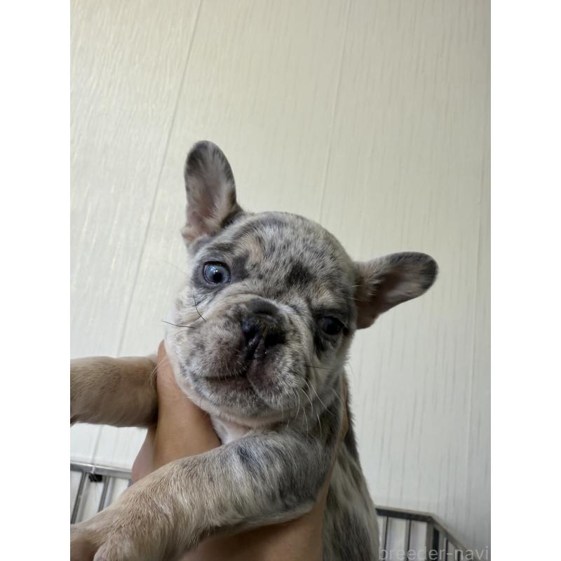 成約済の茨城県のフレンチブルドッグ-423846の2枚目