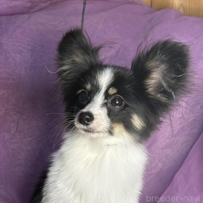 販売中の三重県のパピヨン-427921の7枚目