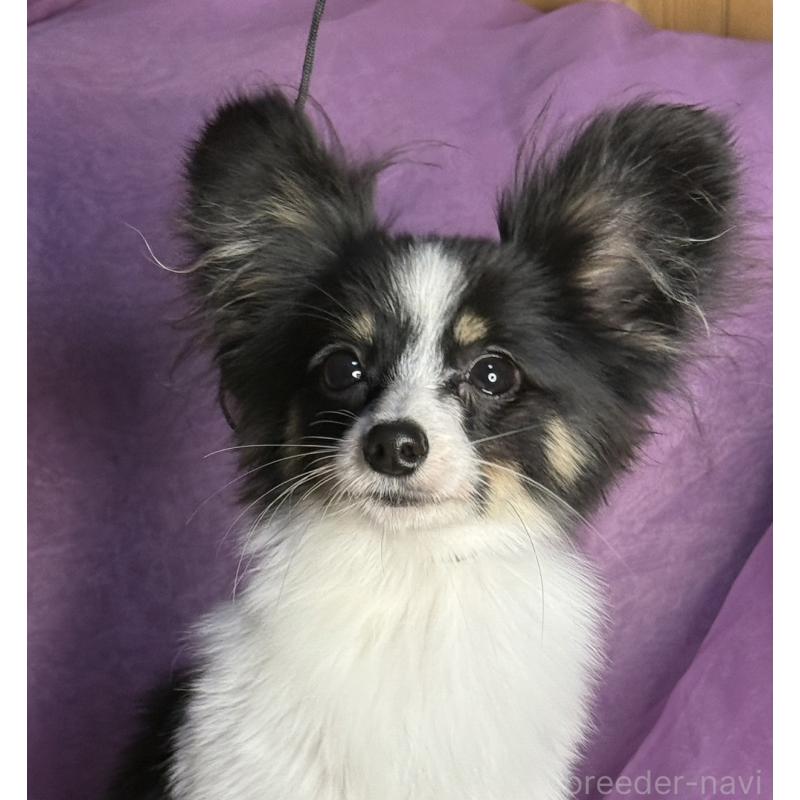 販売中の三重県のパピヨン-427921の1枚目