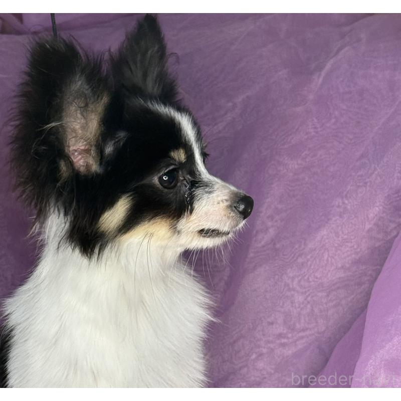 販売中の三重県のパピヨン-427921の4枚目