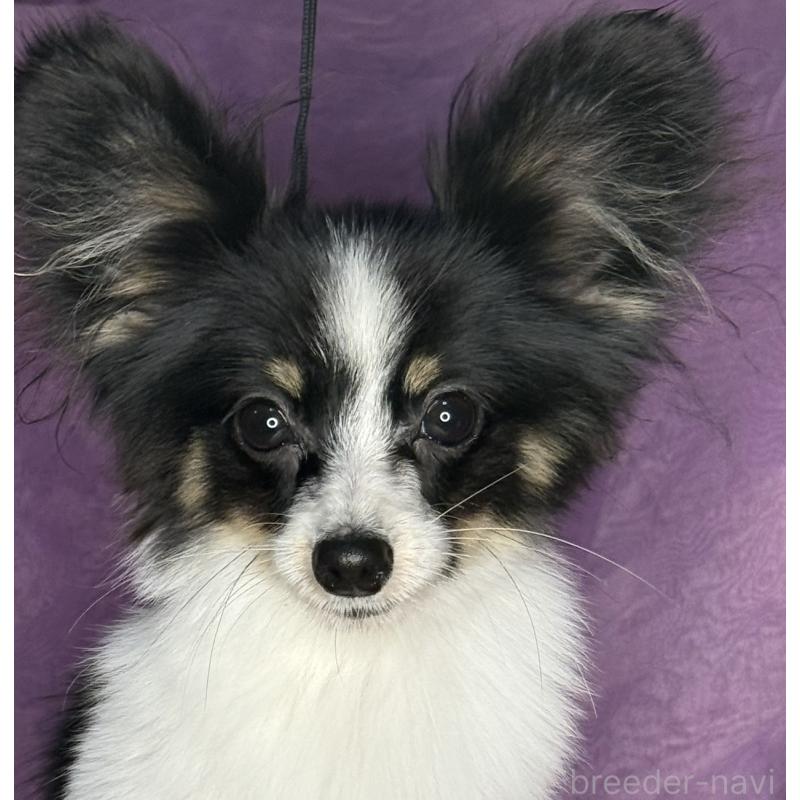 販売中の三重県のパピヨン-427921の3枚目