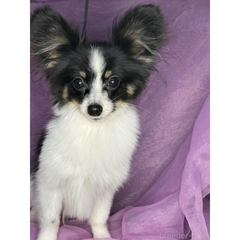 販売中の三重県のパピヨン-427921の2枚目