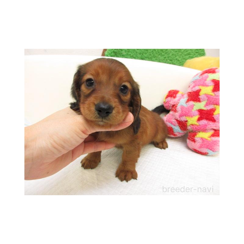 販売中の大阪府のミニチュアダックスフンド(ロングヘアード)-427922の1枚目