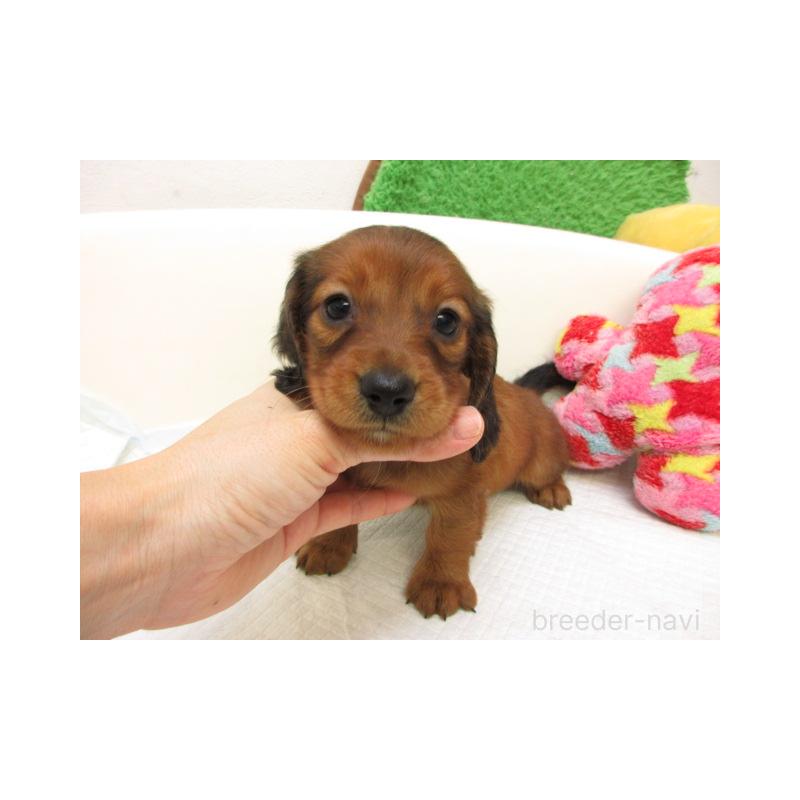 販売中の大阪府のミニチュアダックスフンド(ロングヘアード)-427922の2枚目