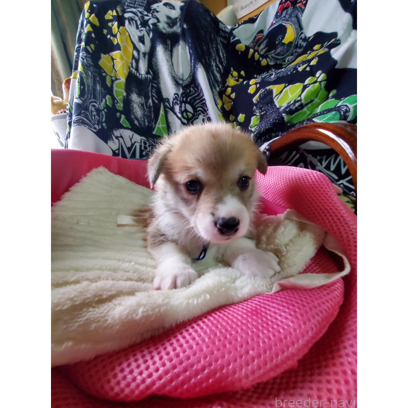 販売中の岩手県のウェルシュコーギーペンブローク-427926