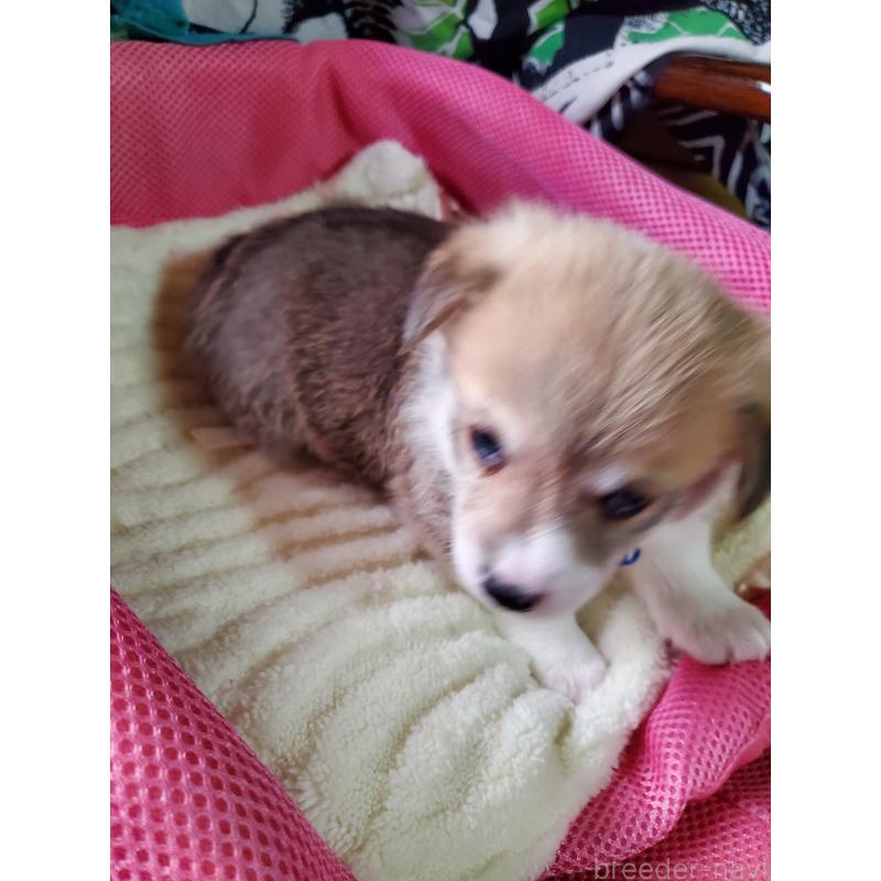 販売中の岩手県のウェルシュコーギーペンブローク-427926の5枚目