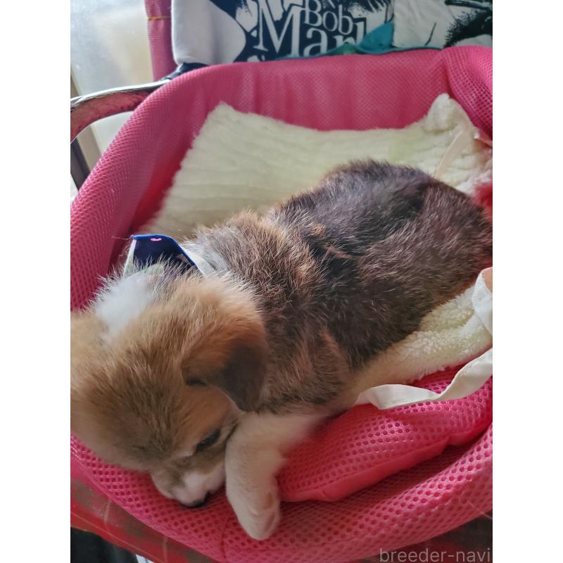 販売中の岩手県のウェルシュコーギーペンブローク-427926の4枚目