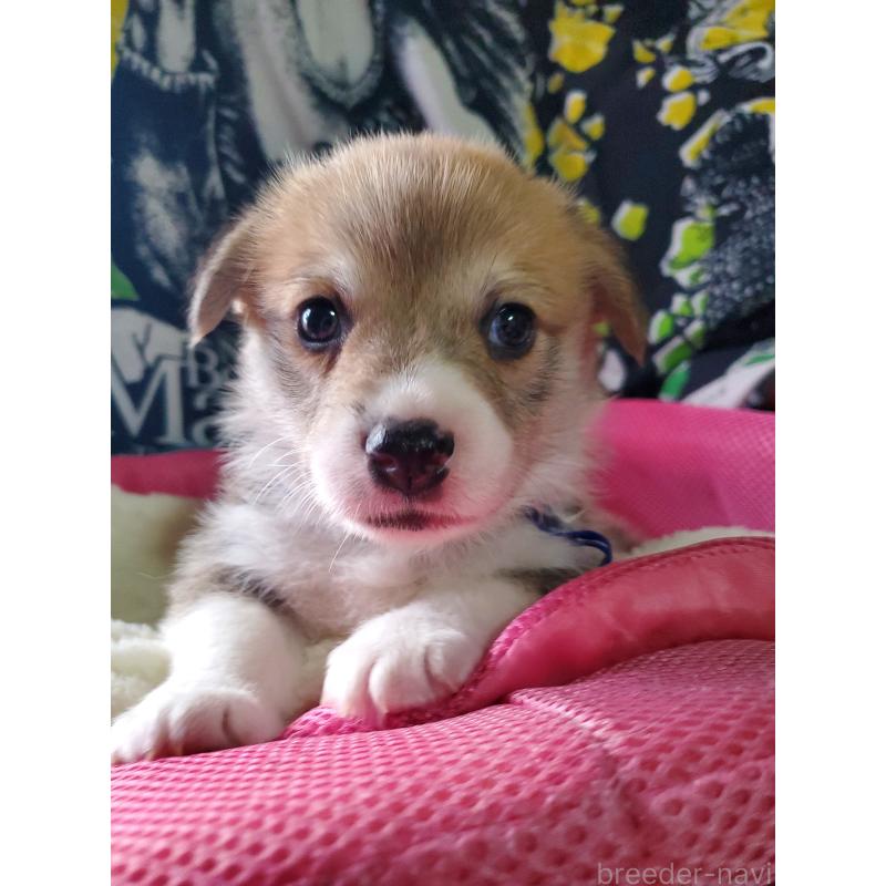 販売中の岩手県のウェルシュコーギーペンブローク-427926の2枚目