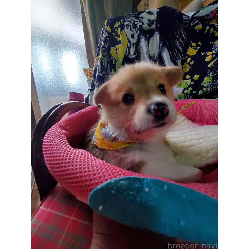 販売中の岩手県のウェルシュコーギーペンブローク-427927