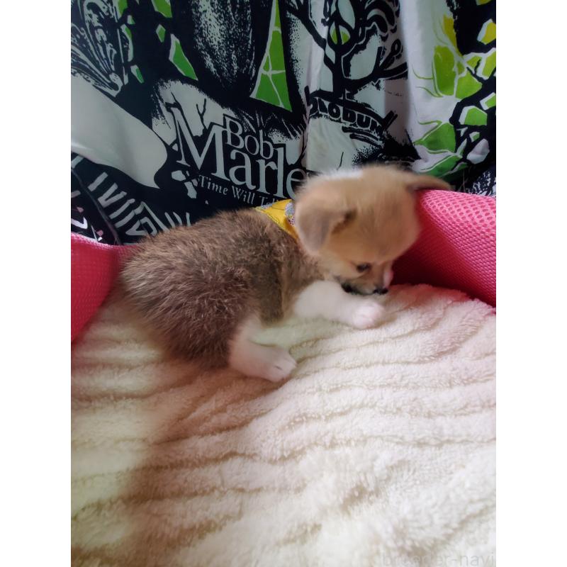 販売中の岩手県のウェルシュコーギーペンブローク-427927の5枚目