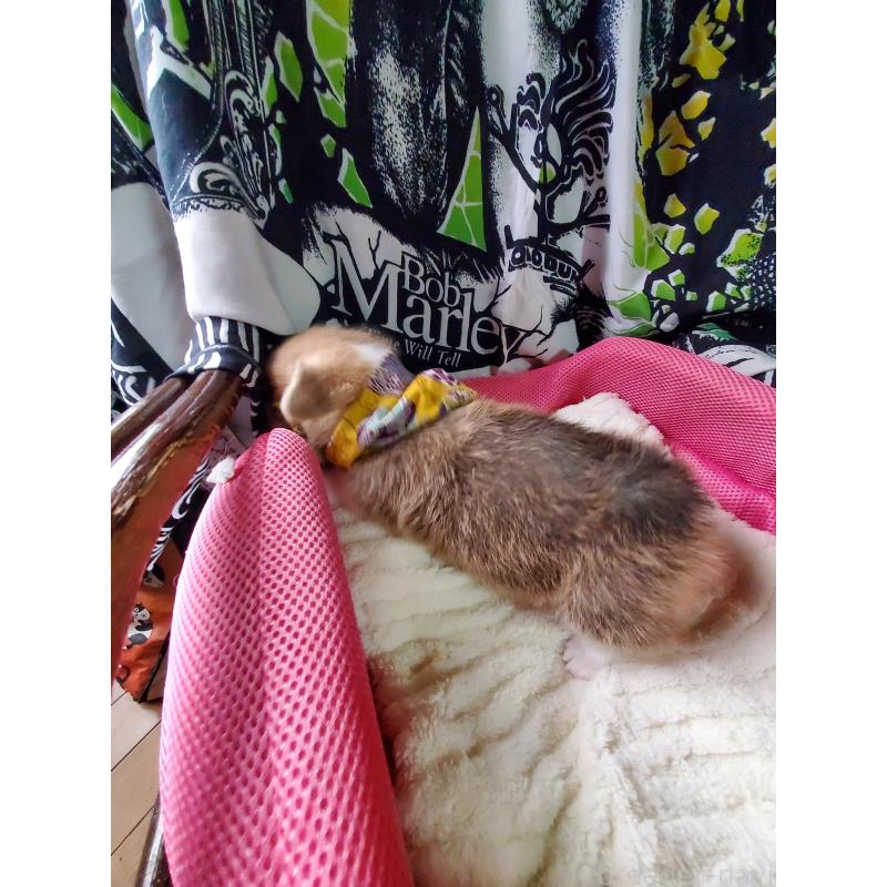 販売中の岩手県のウェルシュコーギーペンブローク-427927の4枚目