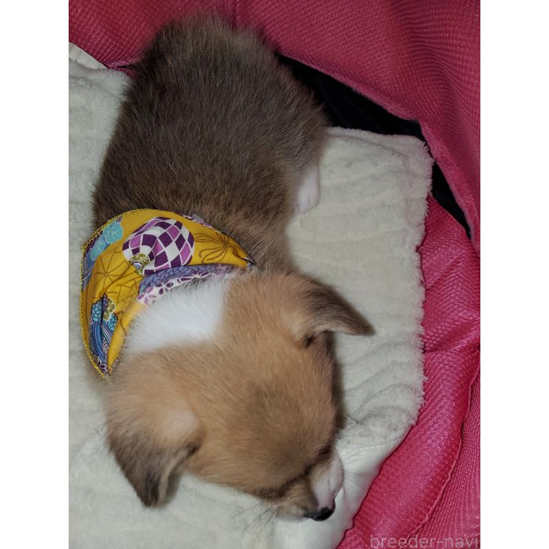 販売中の岩手県のウェルシュコーギーペンブローク-427927の3枚目