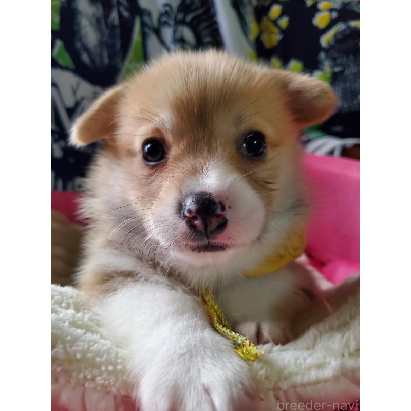 販売中の岩手県のウェルシュコーギーペンブローク-427927の2枚目