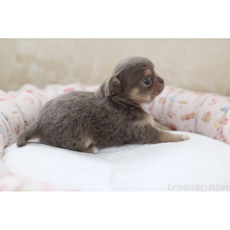 販売中の兵庫県のチワワ(ロングコート)-427940の5枚目