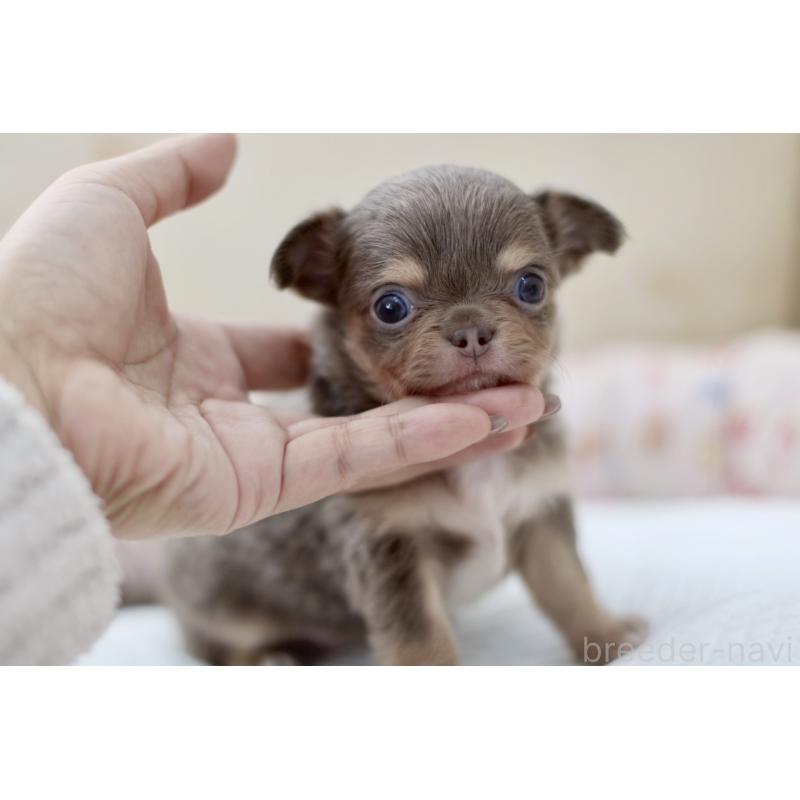 販売中の兵庫県のチワワ(ロングコート)-427940の4枚目